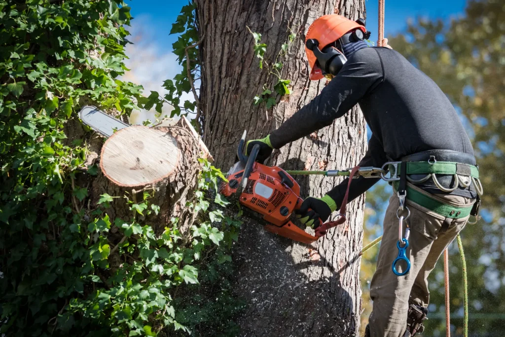 Tree Service Near Me in Vernon Hills